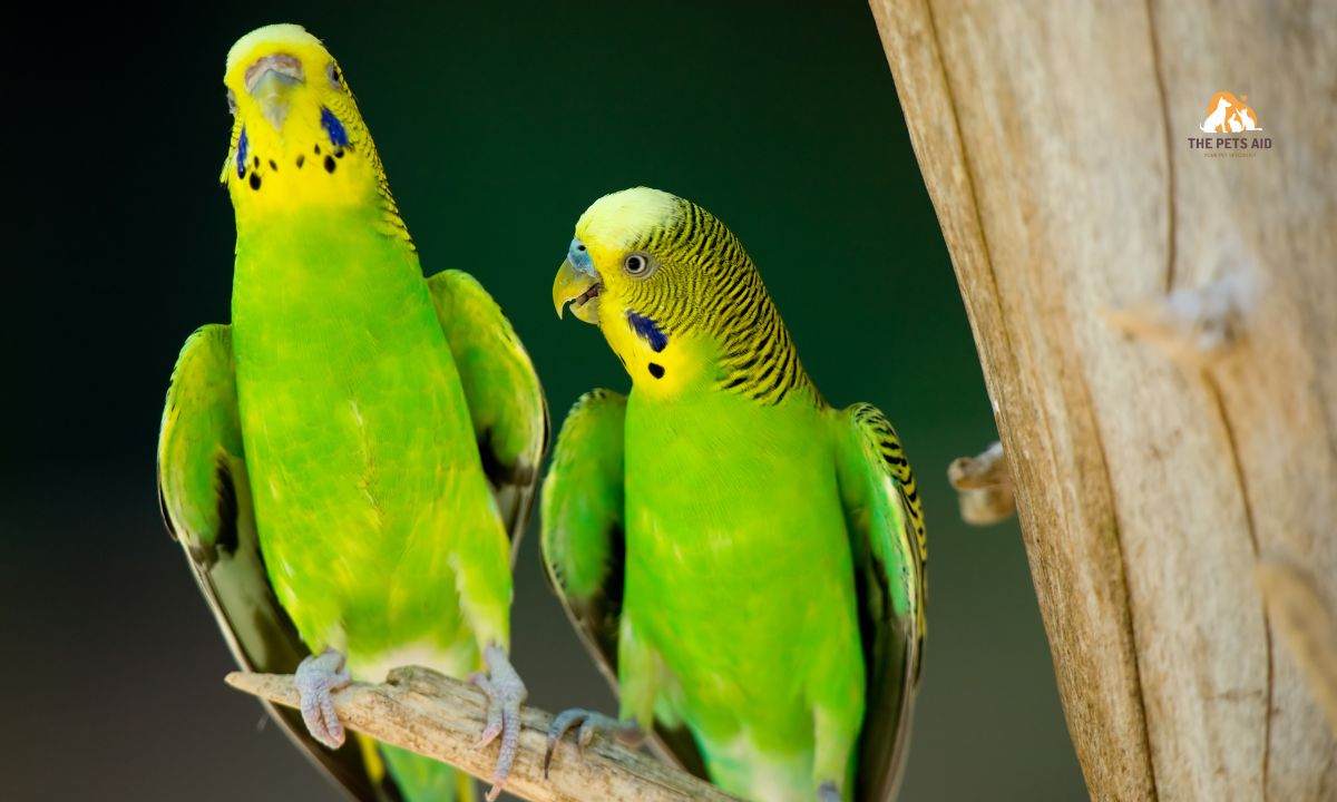 Why Budgies Aren't Breeding